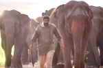 Rana Daggubati Aranya​ movie review, Aranya​ movie story, aranya movie review rating story cast and crew, Elephants