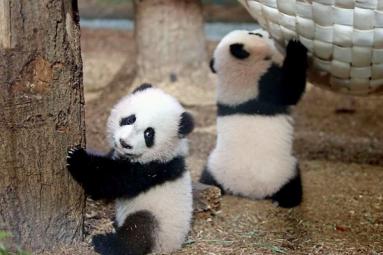 Atlanta to hold ceremony to name twin panda cubs!