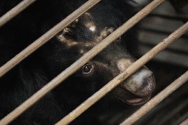 Bear Bile Touted As A Potent Coronavirus Treatment By China