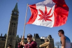 Marijuana, Canada, canada senate legalizes recreational marijuana, Uruguay