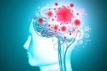 brain, COVID-19, coronavirus is capable of affecting the brain study, Neurology