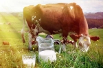 Cow Milk price, Cow Milk latest, ten health benefits of consuming cow milk, Teeth