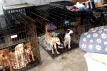 Dog Meat South Korea breaking, Dog Meat South Korea breaking, consuming dog meat is a right of consumer choice, Dog meat consumption