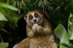 Red list, endandgered species, cute but deadly the critically endangered slow lorises, Malnutrition