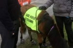 guide horse, guide dog, indian origin man with eye condition to get guide horse in uk, Briton