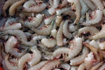 Indian shrimp in US, Kerala, indian shrimp faces threat of ban in u s, Arabian sea