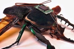 Robotized Insects, Robotized Cockroaches updates, insects robotized to hunt for survivors in a collapsed building, Carbon dioxide