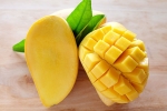 artificially ripened mangoes, mangoes, mouth watering mangoes may contain cancer causing chemicals, A health hazard