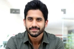 Naga Chaitanya updates, Naga Chaitanya movies, naga chaitanya coming up with a strong lineup of films, Naandhi