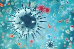 new virus, flu, a new virus discovered in china is another pandemic on the way, Swine flu