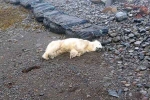 Polar Bear In Iceland latest, Polar Bear In Iceland, polar bear appears in iceland for the first time in 8 years, Ali