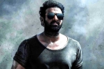 Prithviraj Sukumaran, Prabhas about Salaar, prabhas salaar to have malayalam star, Shruthi