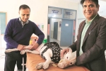 NRI visits India for surgery of his pet dog, NRI comes India for surgery of his pet, nri visits india for pet surgery, Pet dog