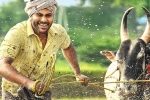 Mickey J Meyer, Sreekaram, sharwanand s sreekaram trailer released, Farming