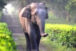 elephants, safety, tamed elephants in india to get unique identification numbers like aadhar, Public interest litigation