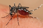 Threat By Mosquitoes In Georgia, Mosquito Threats In Georgia, weather influences threat by mosquitoes in georgia, Zika virus