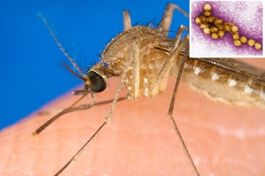 Russia warns of West Nile Virus