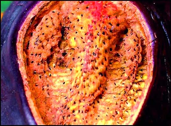 Lord Ganesha found in  brinjal?