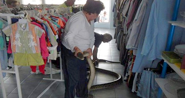 17kg Python Breaks in Charity Store!},{17kg Python Breaks in Charity Store!