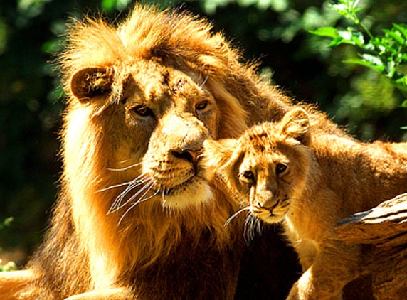 Asiatic lions faces critical threat!