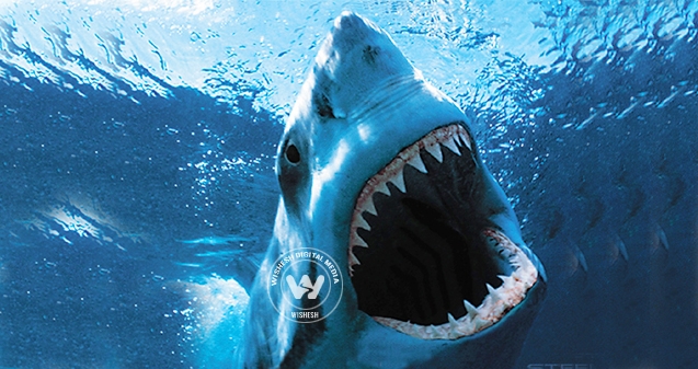 Discovery Channel creates history with Shark Week},{Discovery Channel creates history with Shark Week